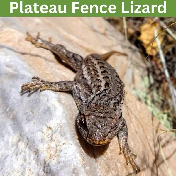 Plateau Fence Lizard (Sceloporus tristichus)