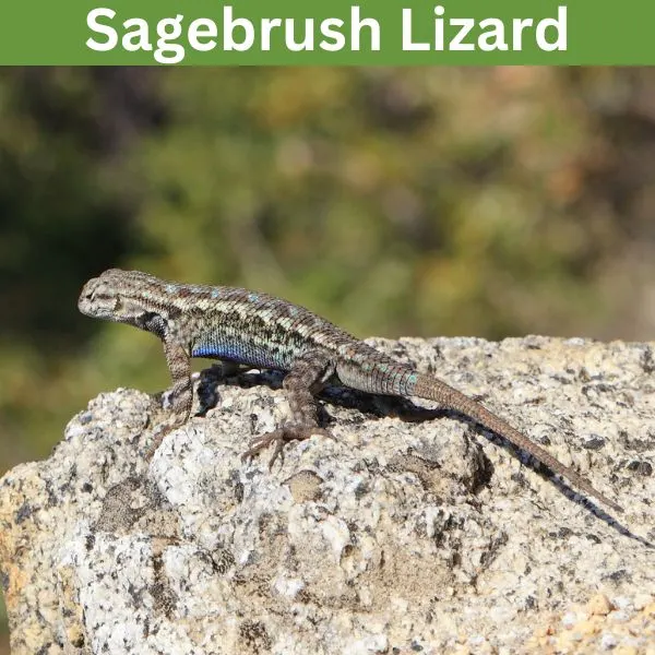 Sagebrush Lizard