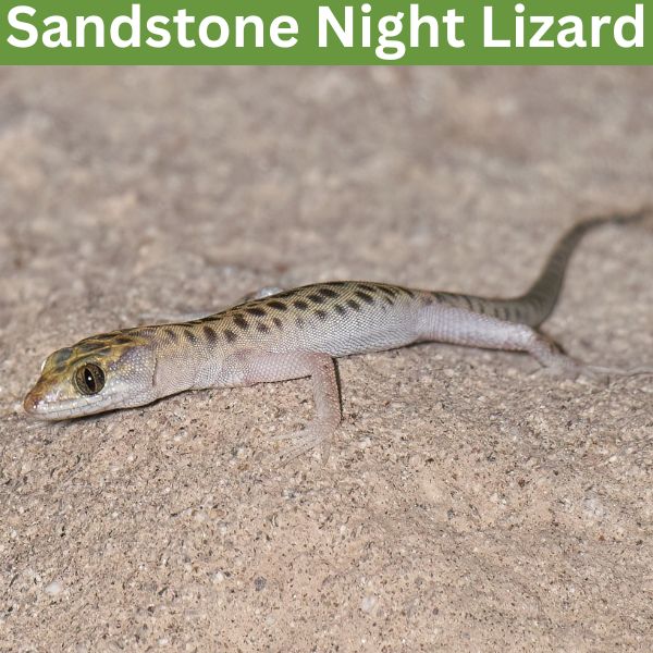 Sandstone Night Lizard (Xantusia gracilis) by g_heaton