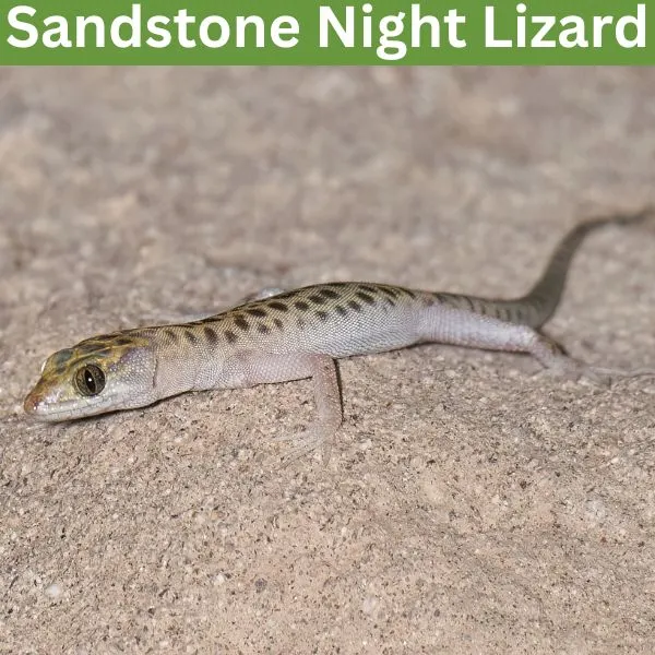 Sandstone Night Lizard (Xantusia gracilis) by g_heaton