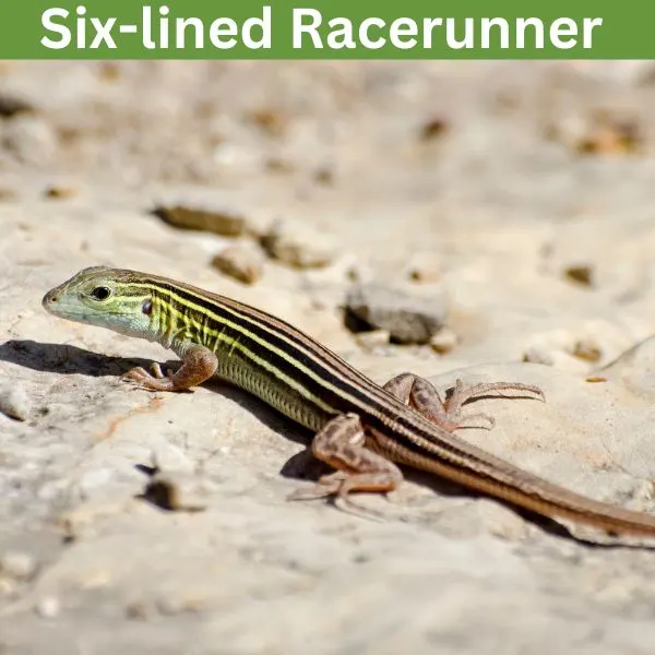 Six-lined Racerunner (Aspidoscelis sexlineata)