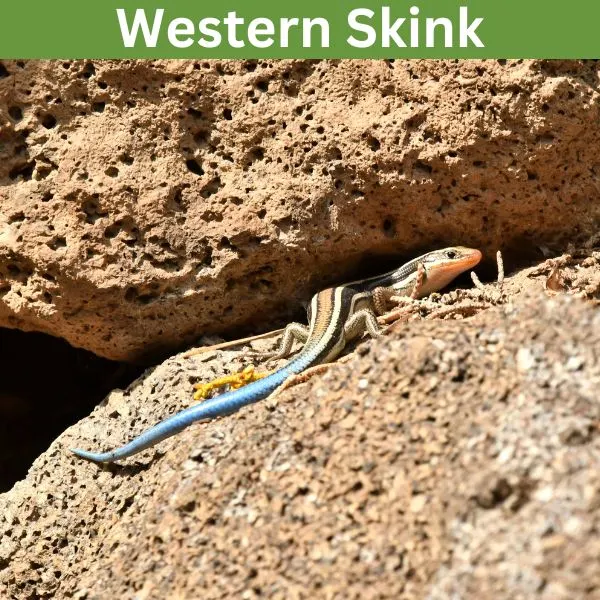 Western Skink (Plestiodon skiltonianus)